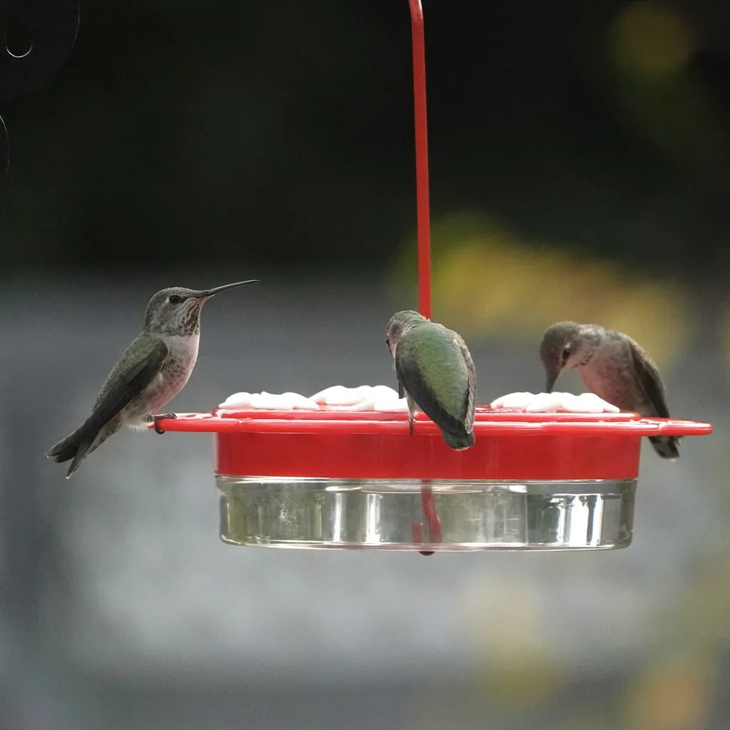 2-in-1 Plastic Dish Hummingbird Feeder