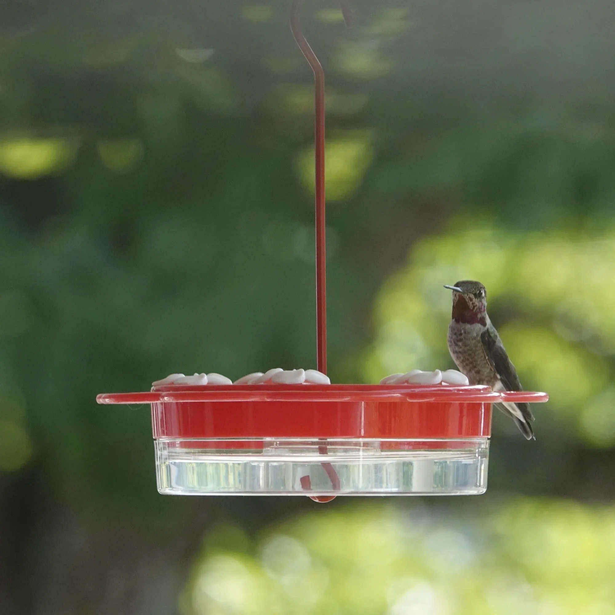 2-in-1 Plastic Dish Hummingbird Feeder