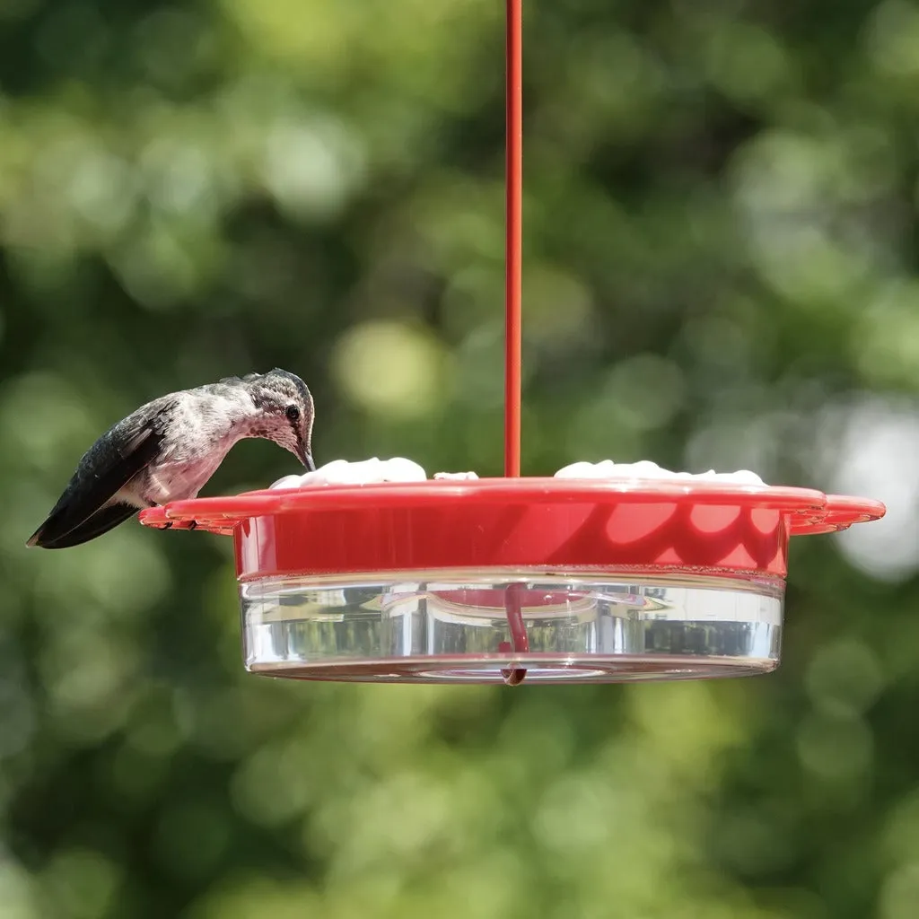 2-in-1 Plastic Dish Hummingbird Feeder