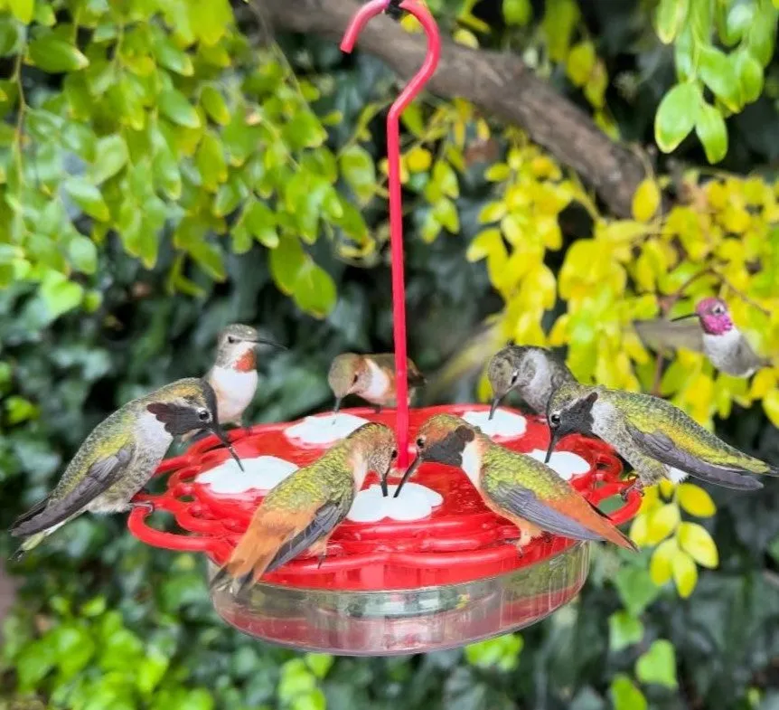 2-in-1 Plastic Dish Hummingbird Feeder