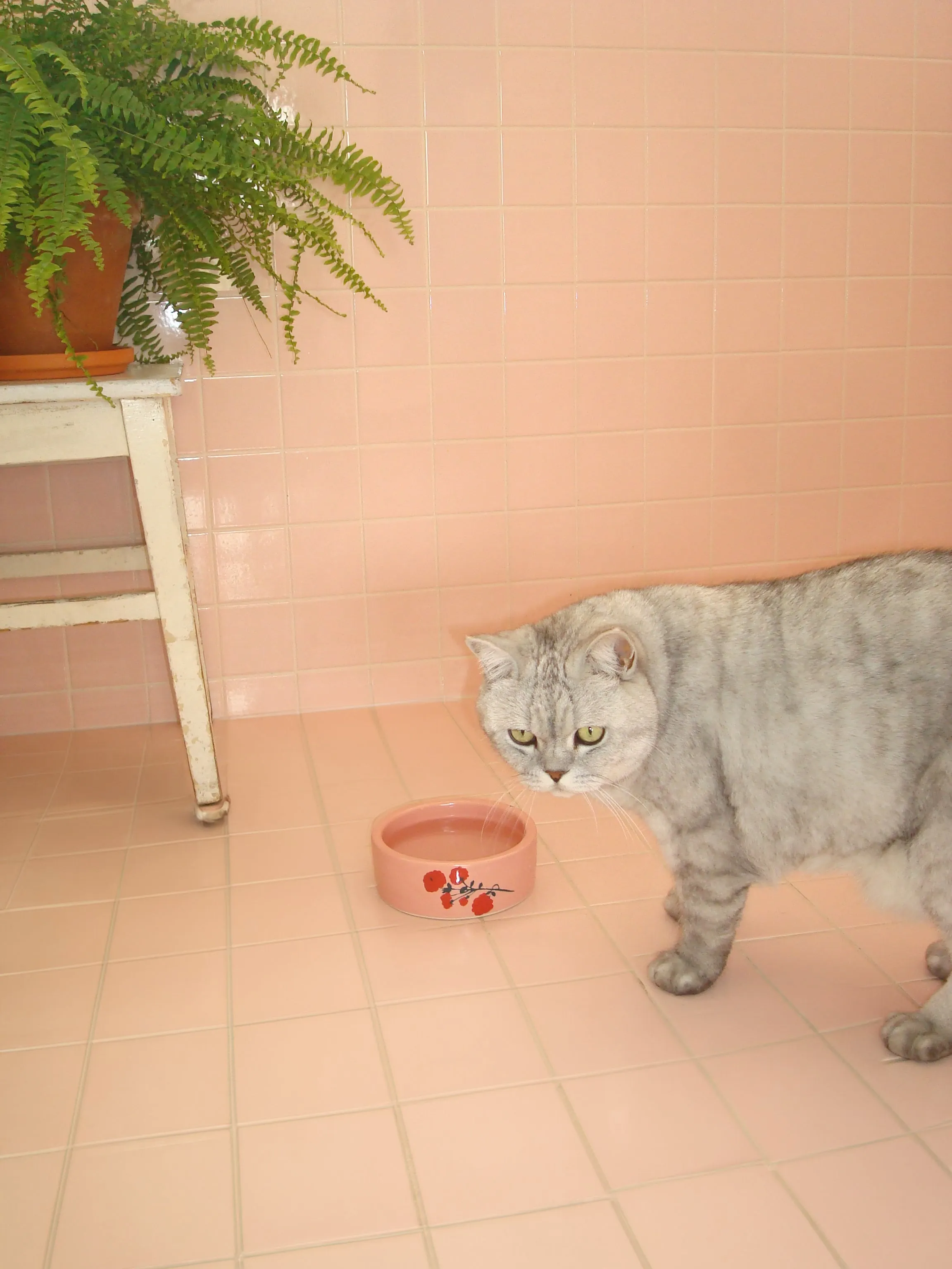 Cat Bowl