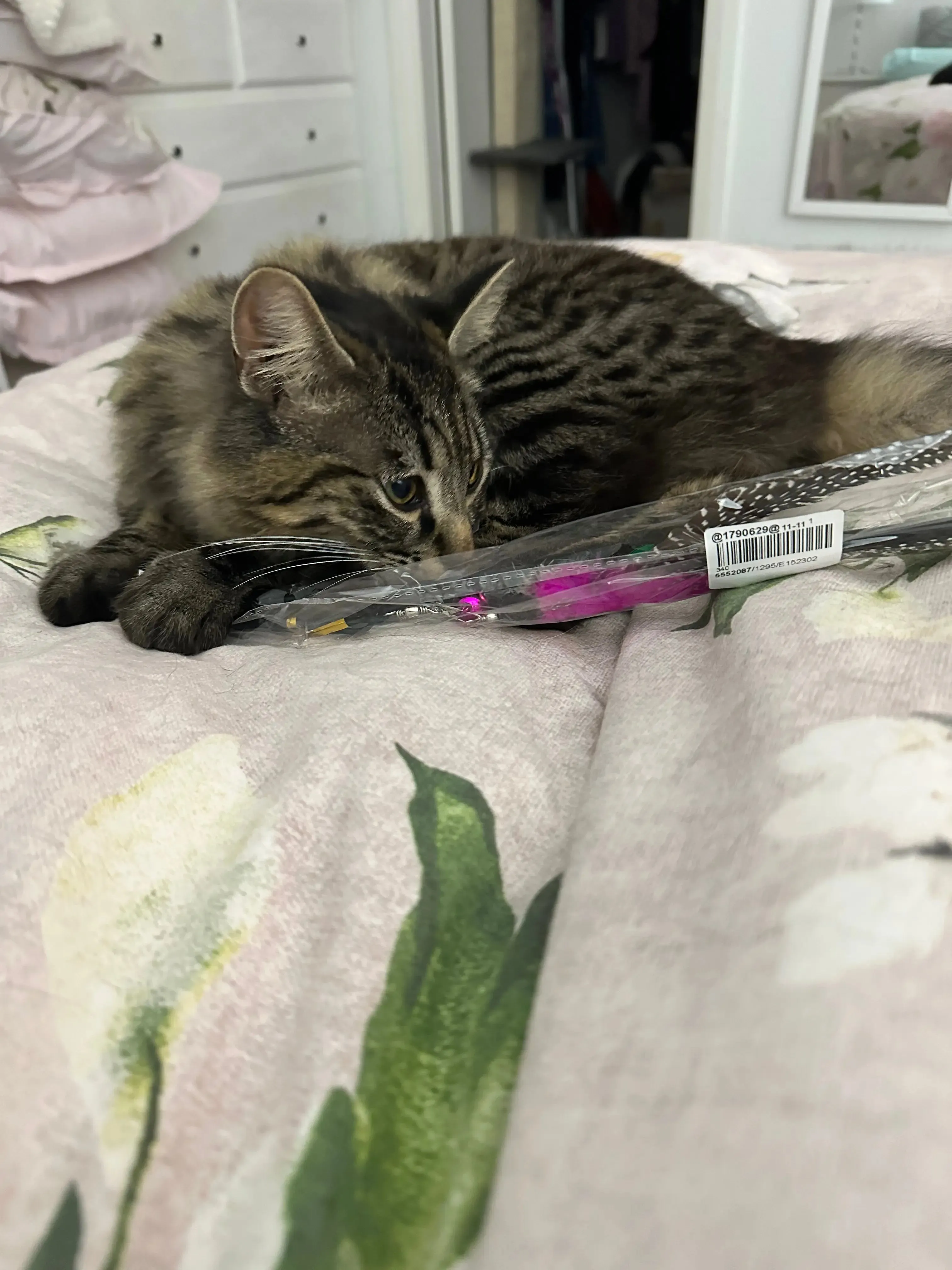 Cat Feather Teasing Wand