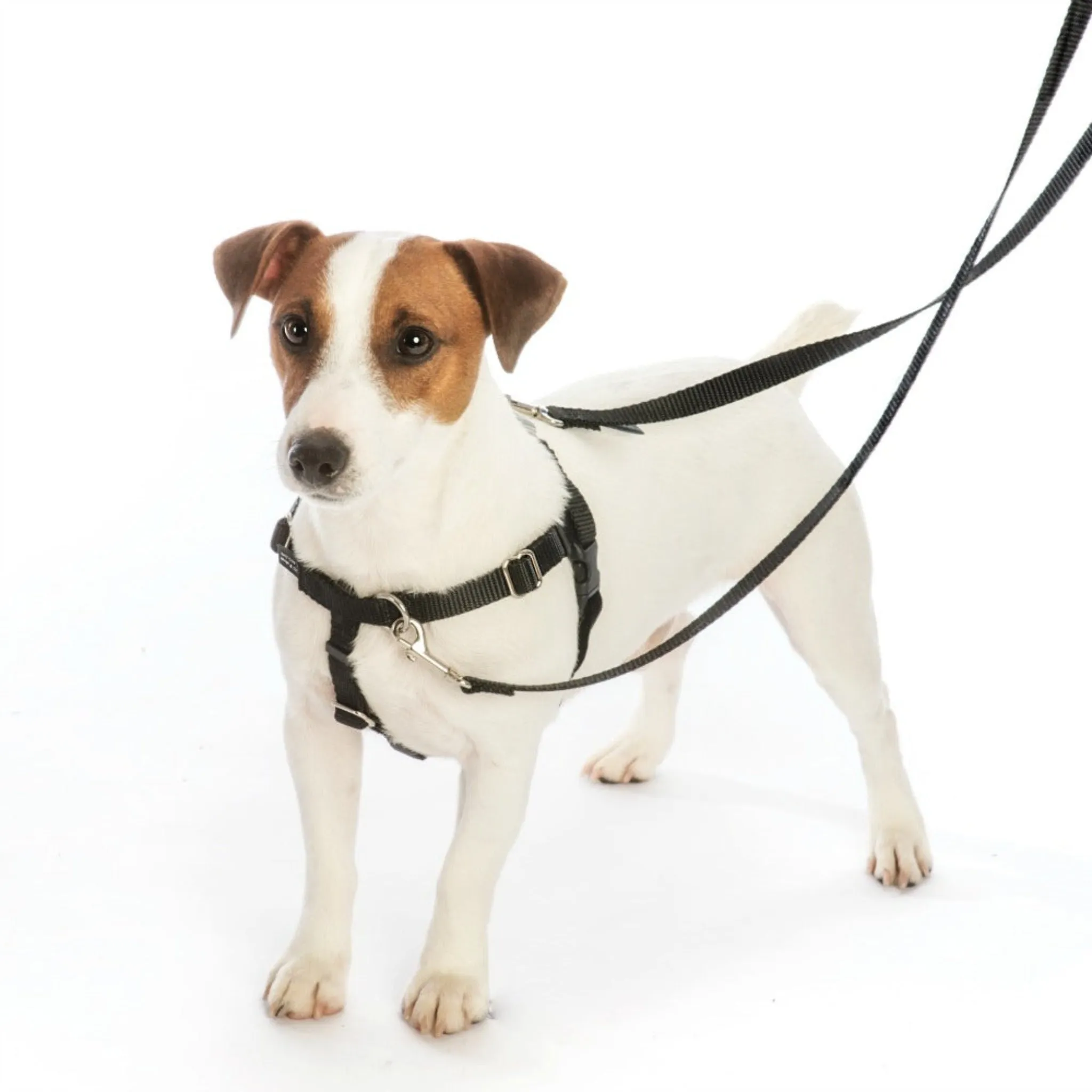 Earthstyle Freedom No-Pull Dog Harness - Wild Hearts