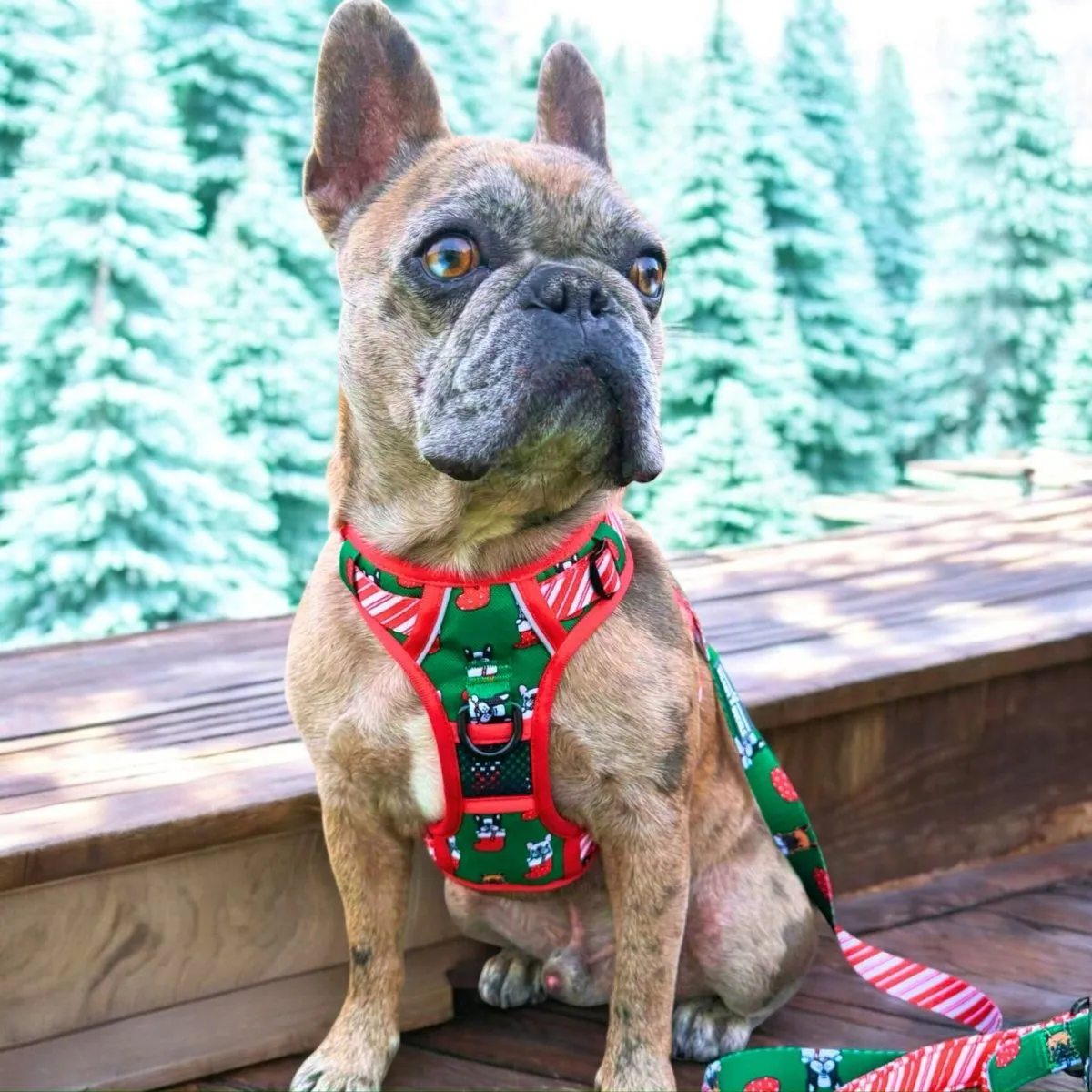 Festive Frenchies No Pull Dog Harness