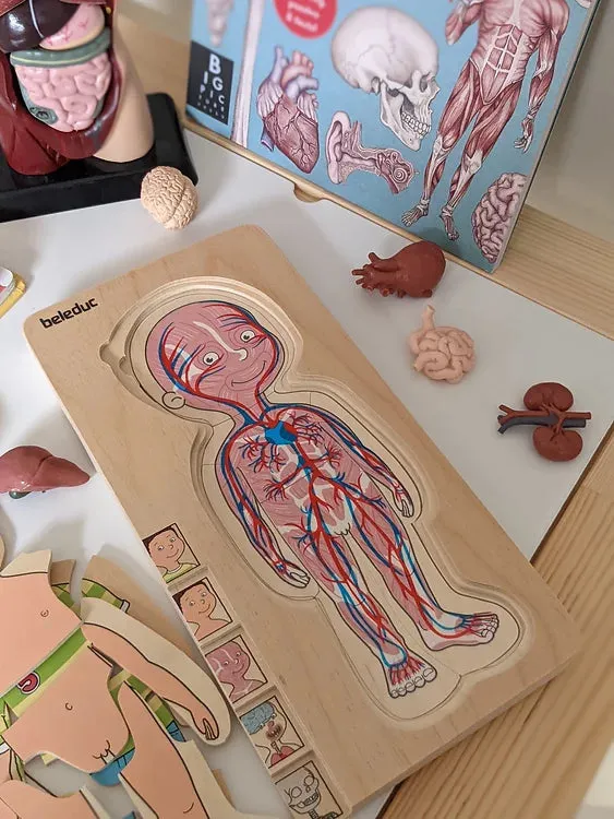 Human Body Anatomy Puzzle Boy 5 Layer by Beleduc Early Science STEM Toys 4yrs 