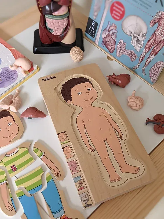 Human Body Anatomy Puzzle Boy 5 Layer by Beleduc Early Science STEM Toys 4yrs 