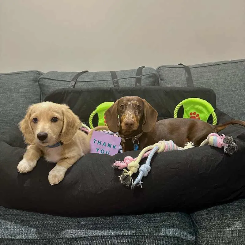 Julibee Large Dog Car Seat Bed