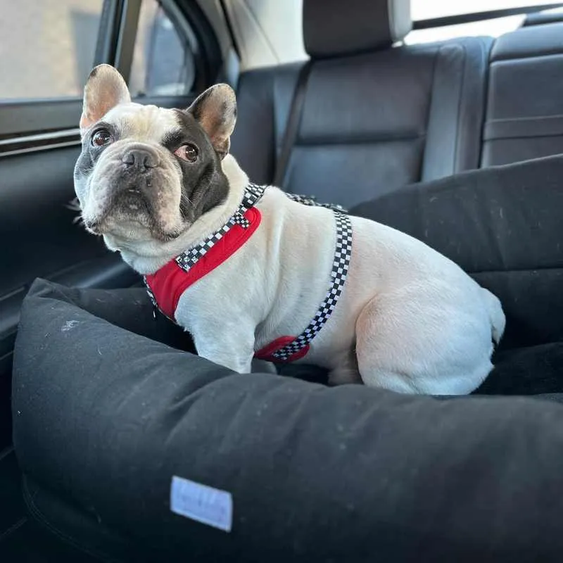 Julibee Large Dog Car Seat Bed