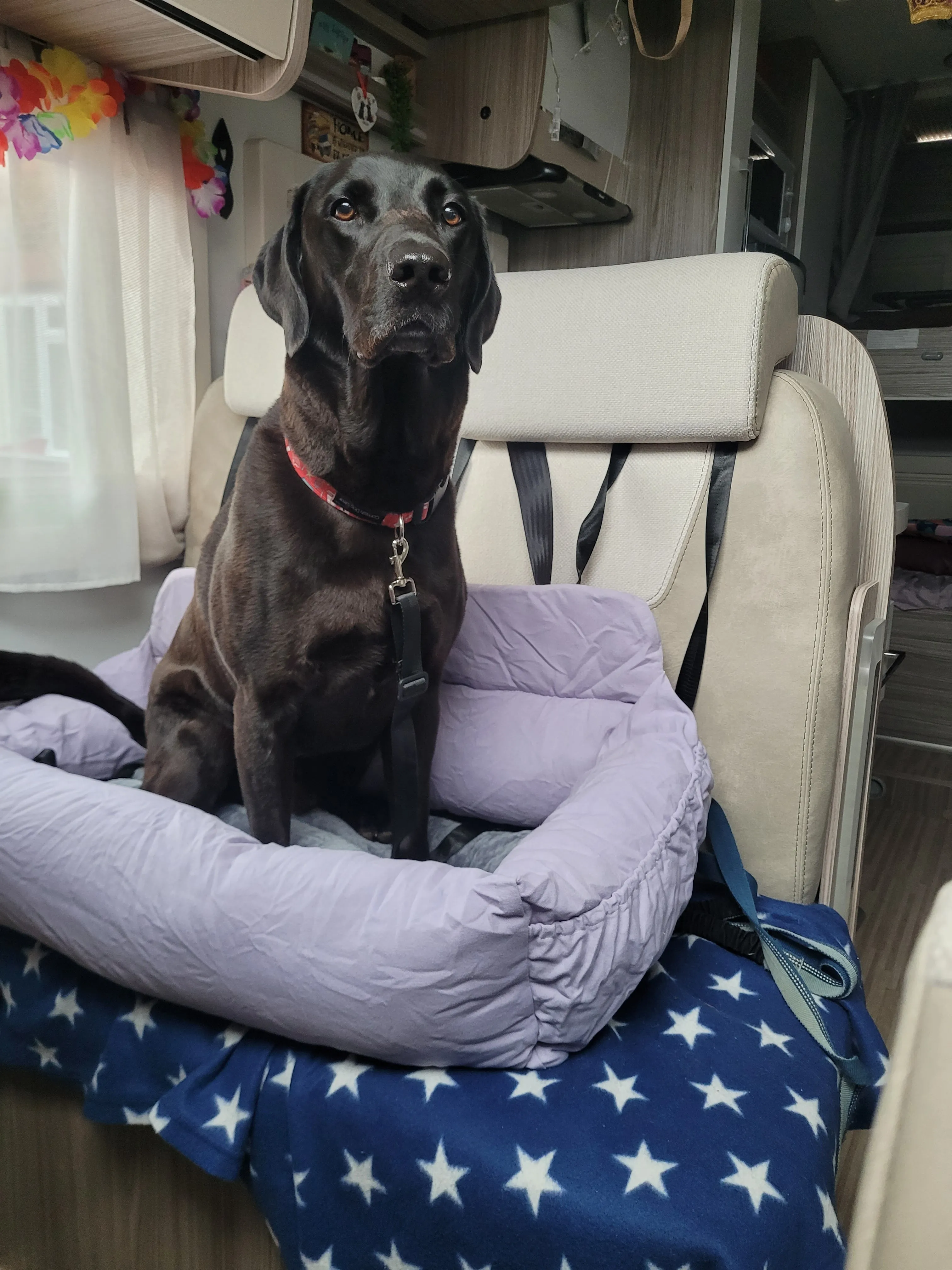 Julibee Large Dog Car Seat Bed
