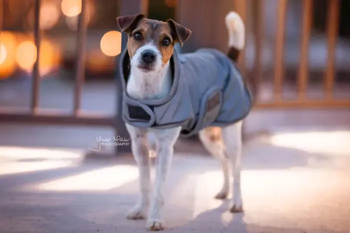 Kentucky Dog Coat Reflective & Water Repellent Belly Cover 150 g