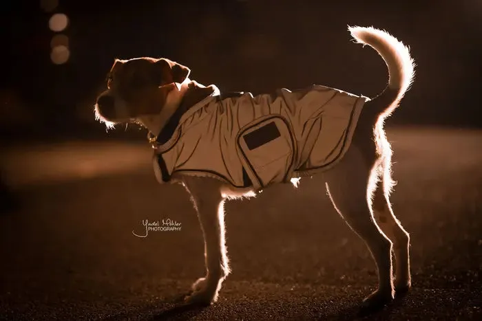 Kentucky Dog Coat Reflective & Water Repellent Belly Cover 150 g