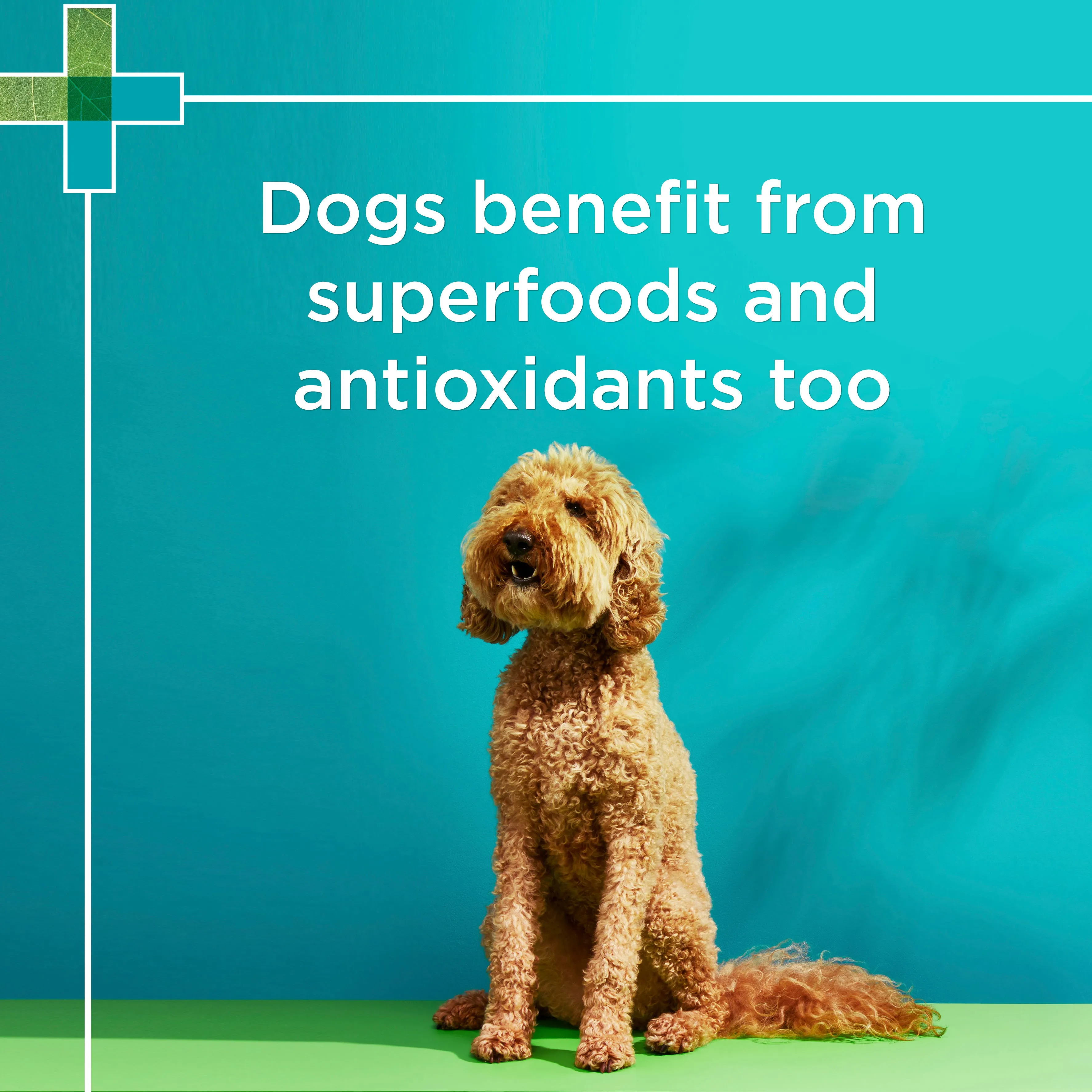 PAW - Wellness and Vitality Multivitamins for Dogs (60pk)