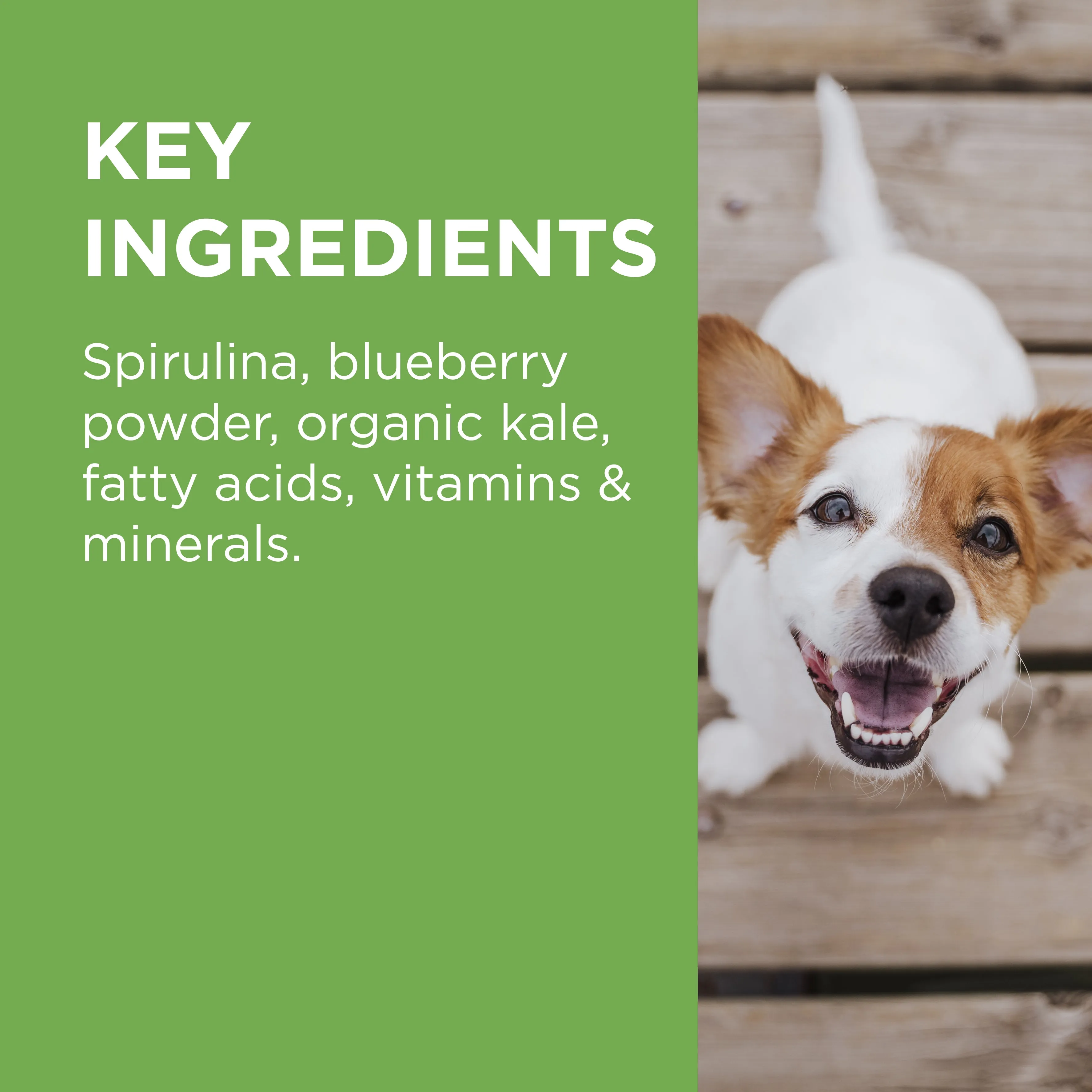 PAW - Wellness and Vitality Multivitamins for Dogs (60pk)