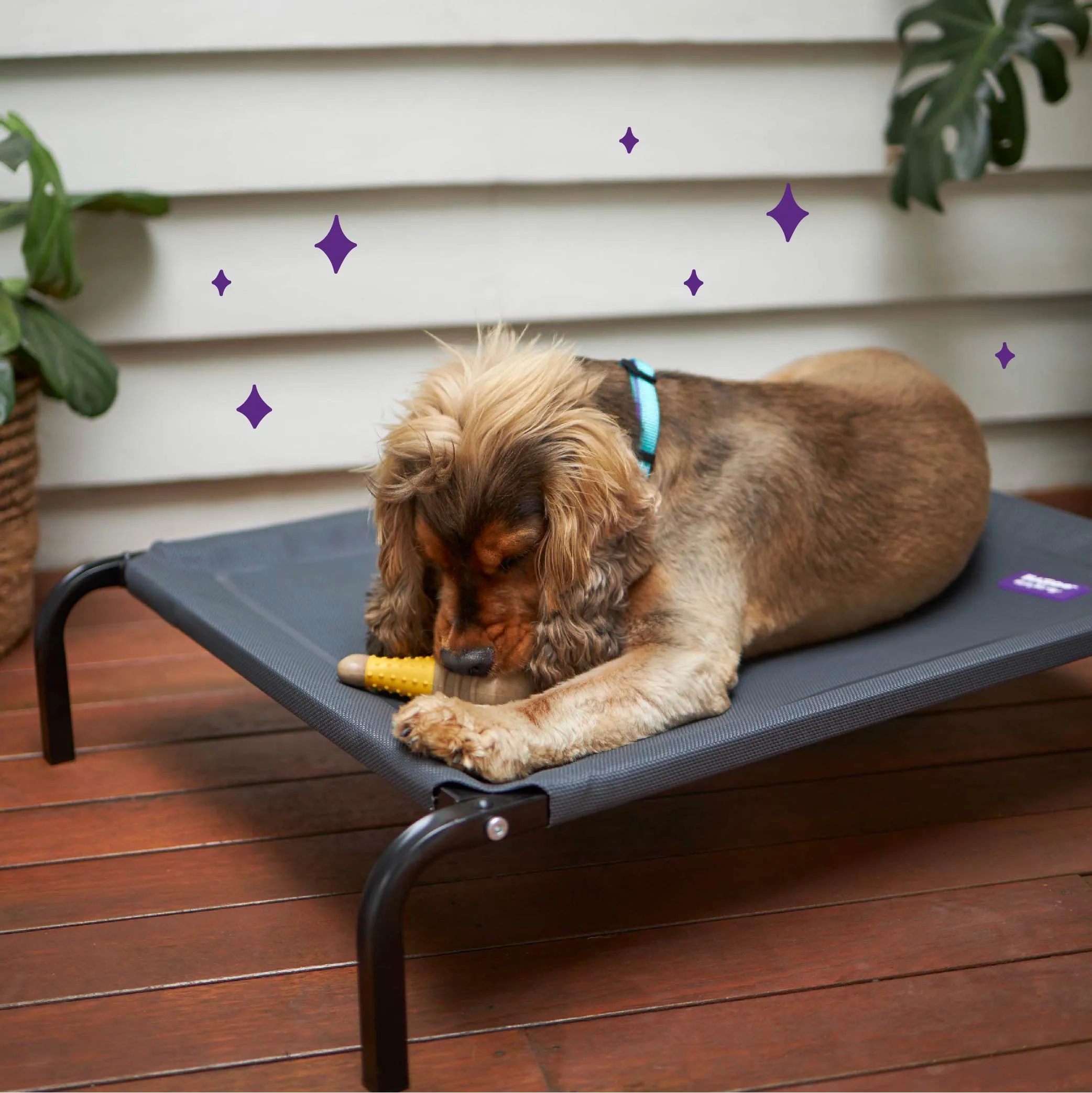 Premium Outdoor Dog Bed - Charcoal