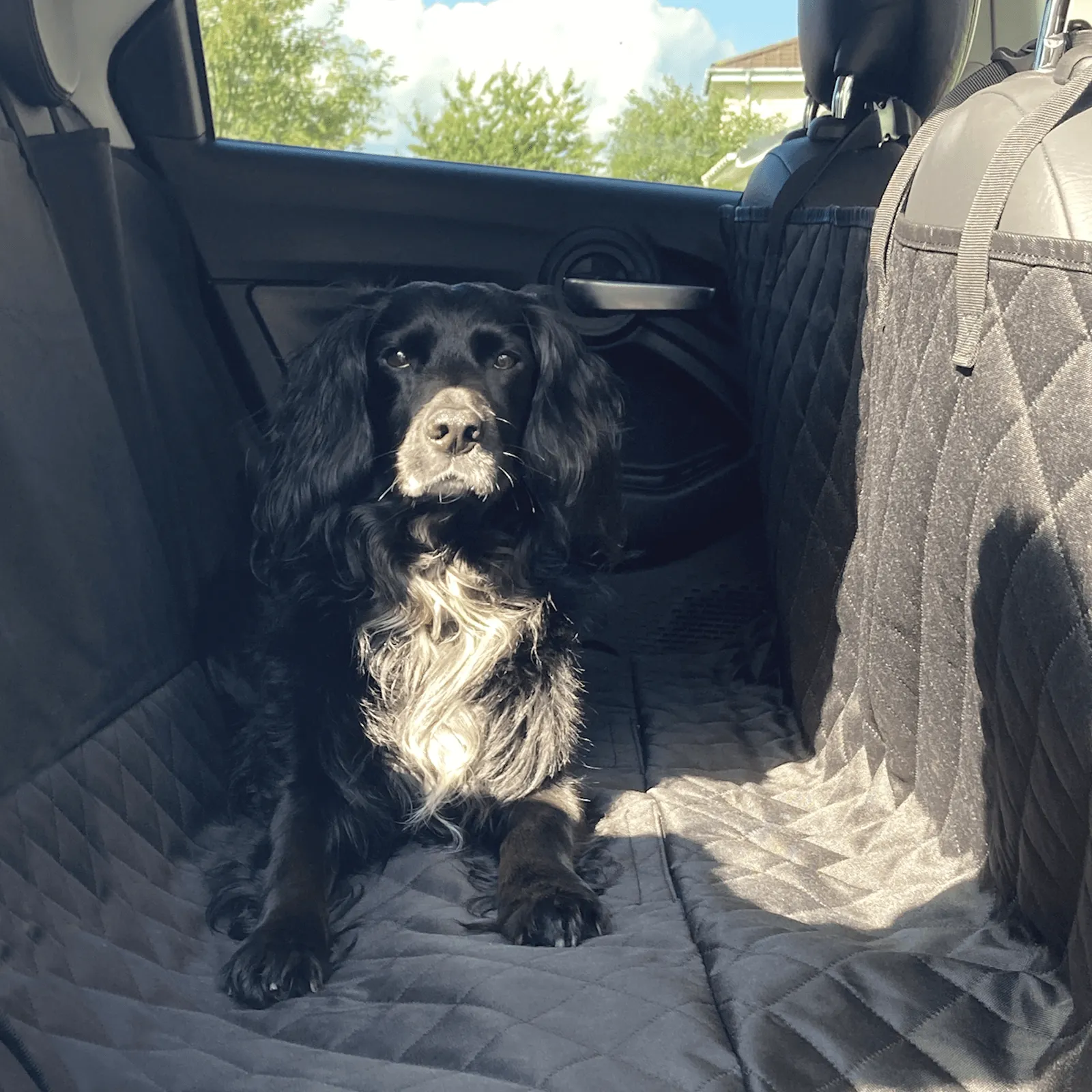 Water Resistant Dog Car Seat Protective Black Cover Rear Hammock